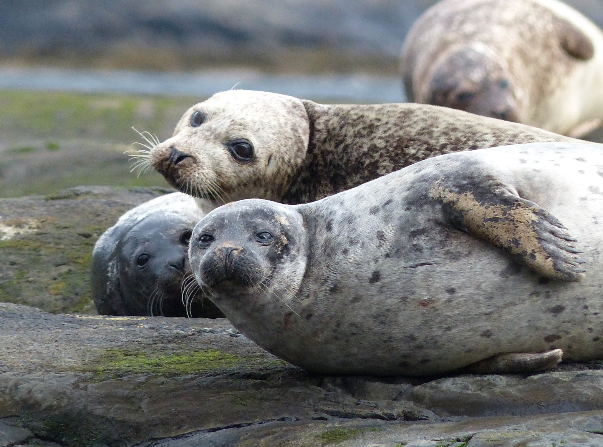 Marine Conservation Society