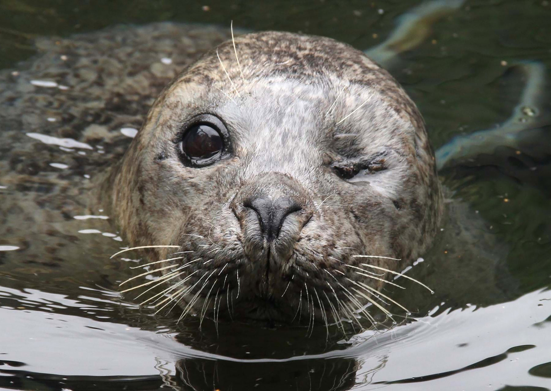 Cornish Seal Sanctuary