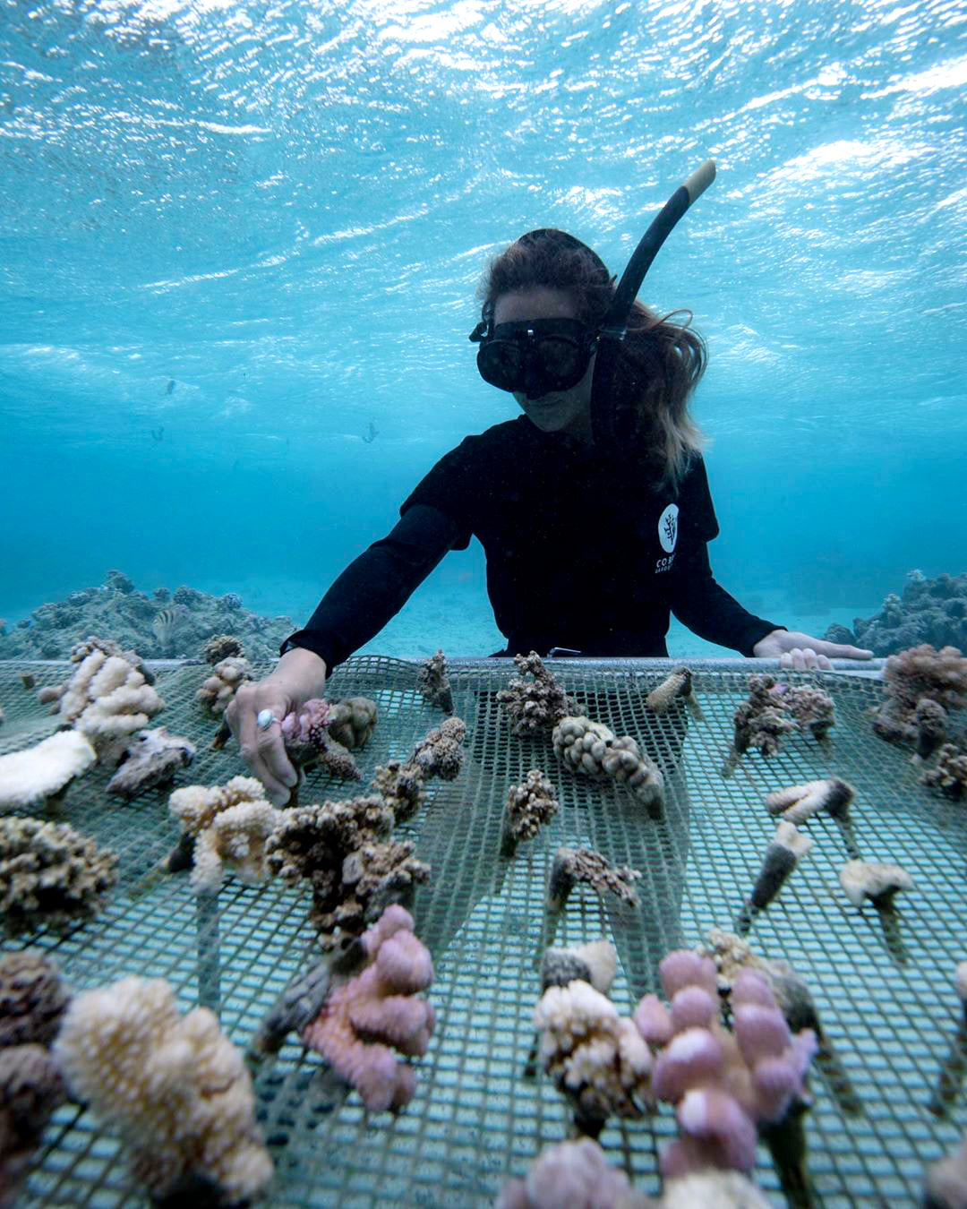 Coral Reef Restoration